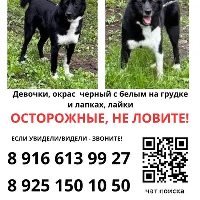 Пропали русско-европейские лайки, Бутово