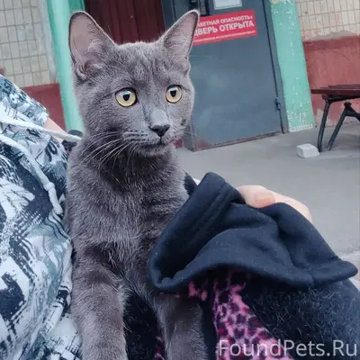 Найден котёнок-подросток, улица Октябрьская