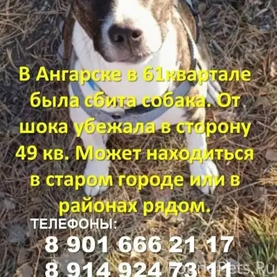 Пропала собака, возможно травмирована в ДТП