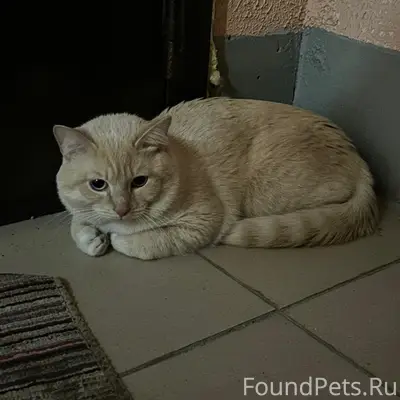 Найден кот, Вагонная, 25