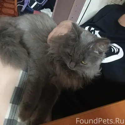 Пропал кот, может находится на ул. Горького, ул. Октябрьская
