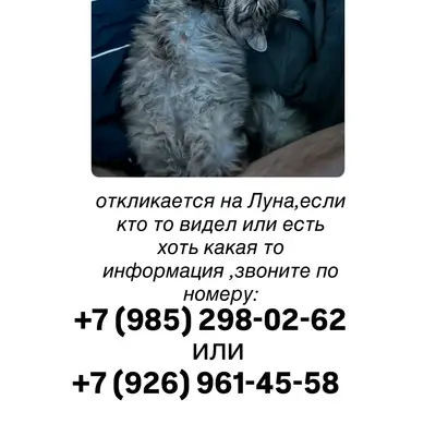 Пропала кошка, Подольск