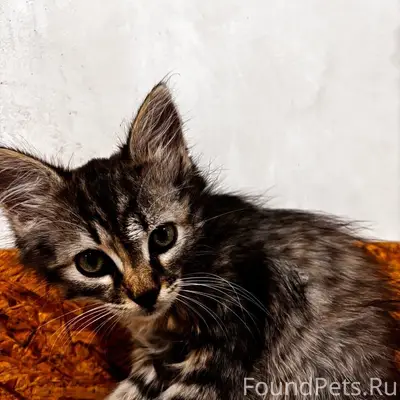 Пропал котёнок Тоша, остановка Брянская