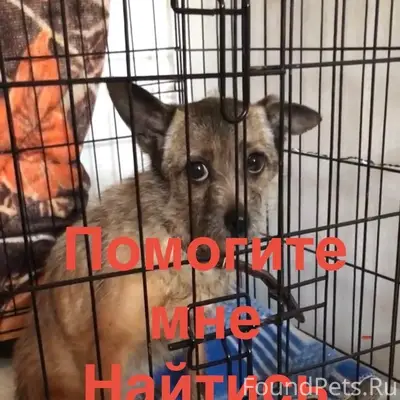 Пропала маленькая собачка Люса