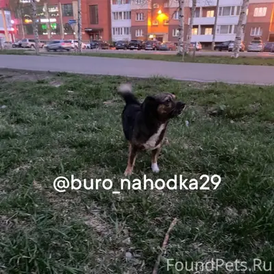 Найден пёс, Ломоносова 92