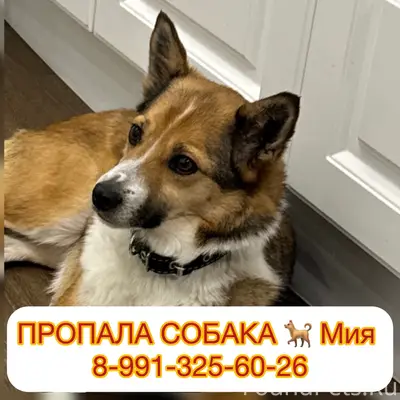 Пропала дворняжка Мия, Медовка, Воронеж