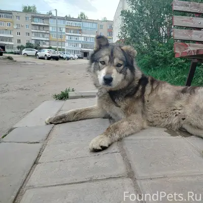 Пропал пёс, пос. Ветлужский