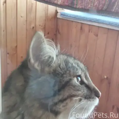 Найден кот, стрижен под льва, Менделеева, 7/2