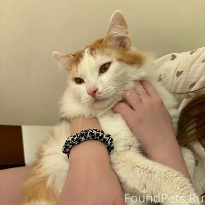 Найден кот, улица Обская