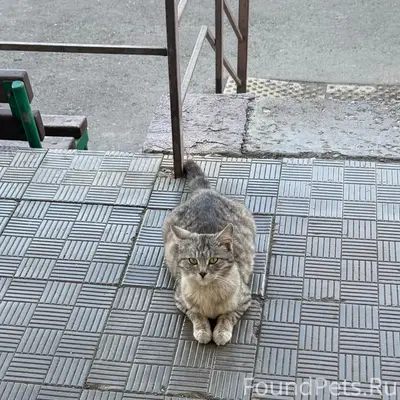 Найдена кошка, ул. Ваана Теряна