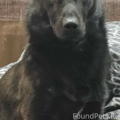 Пропал пёс Джек