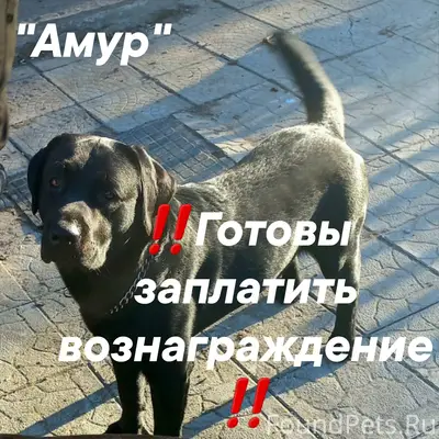 Пропал Лабрадор Амур