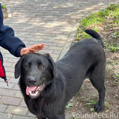 Найден крупный дружелюбный кобель, стекольная