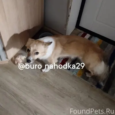 Пропала собака Валя, Лесная речка