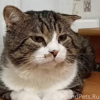 Пропал кот, район М. Жукова