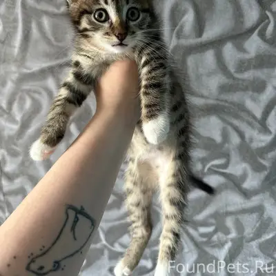 Найден котёнок, ул. Осьмова, 23