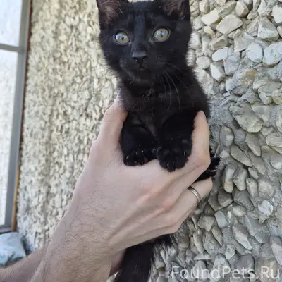 Найдена кошка, дом Мира 91