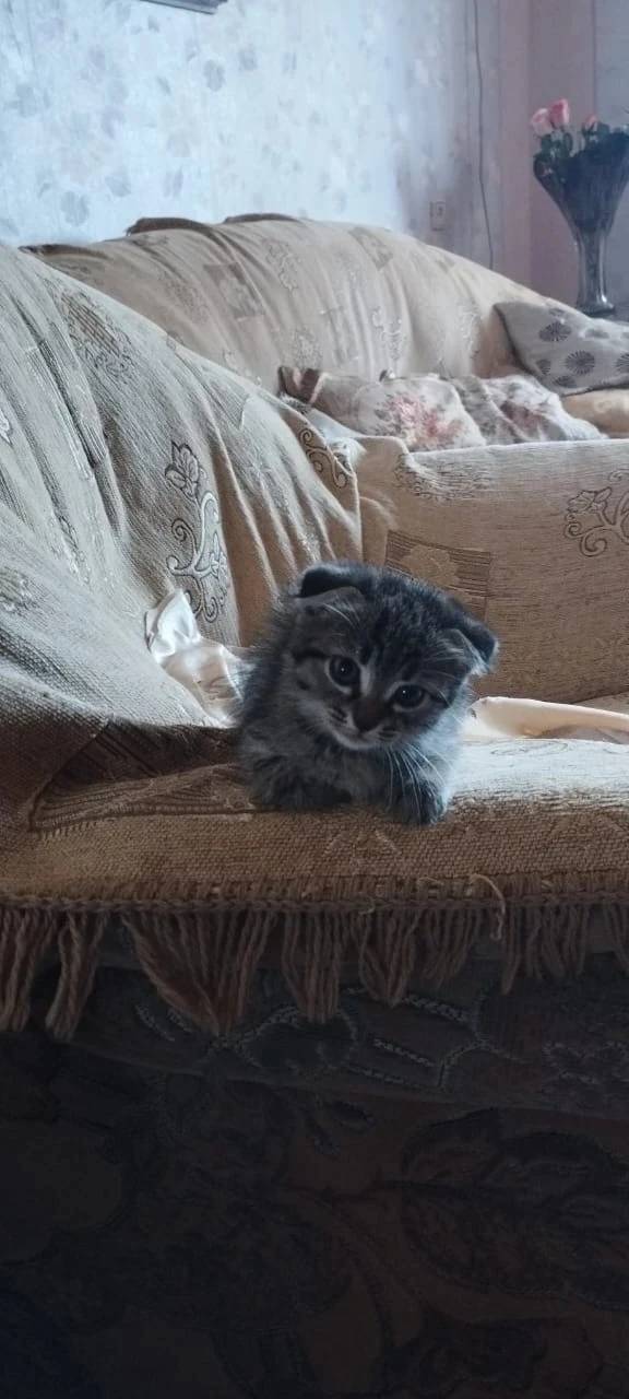 Найден котёнок-девочка, район РЭО