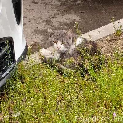 Найден котик, г. Симферополь