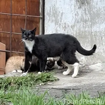 Пропавшие котята, 4 месяца, под домом
