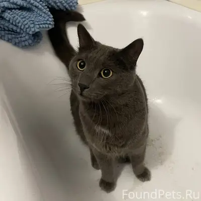 Найдена кошка, район ЗАГСа