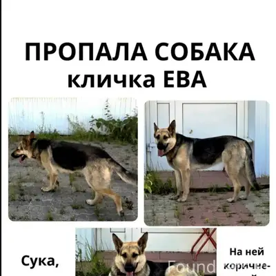 Пропала собака, ул. Промышленная