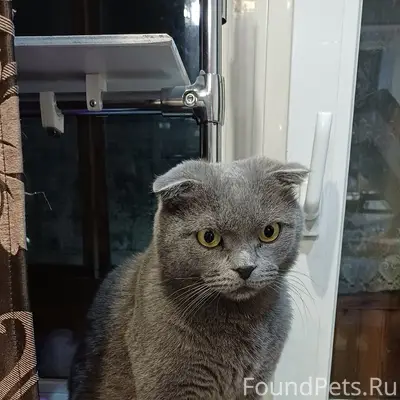 Пропал шотландский вислоухий Мартин, Ухта