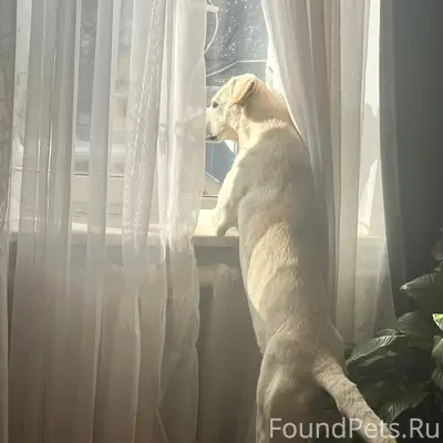 Пропал пёс Белок, Чурилово