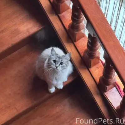 Пропала кошка, район улицы Дальняя