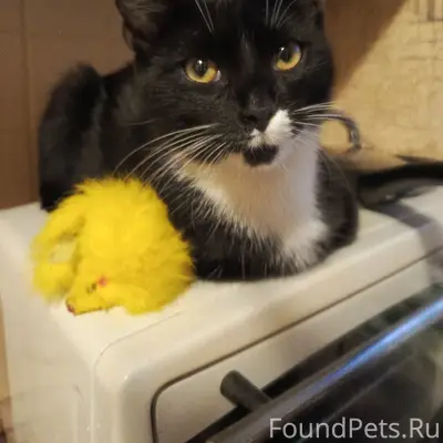Найден кот, ул. Туманова