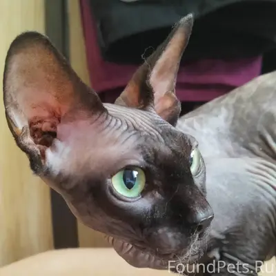 Найдена кошка, Орджоникидзе 39/ Космонавтов 18
