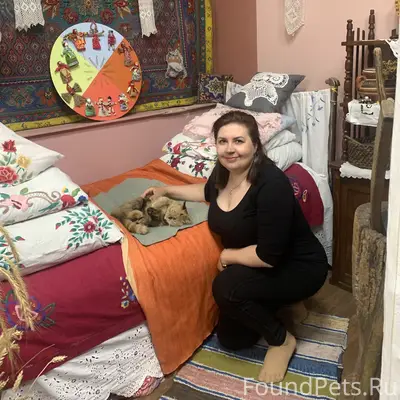 Найдена кошка