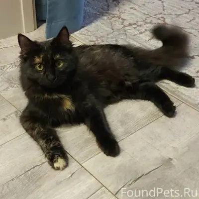 Пропала кошка, район пл. Левски