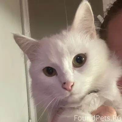 Пропала кошка Кошка, химик