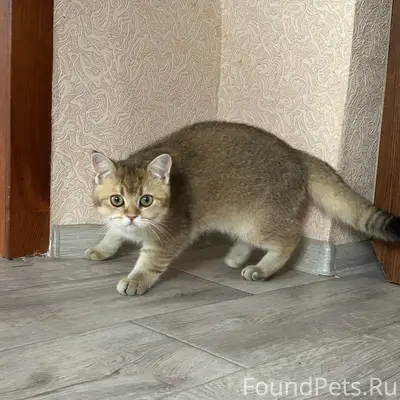 Пропал кот Масик, с. Засосна