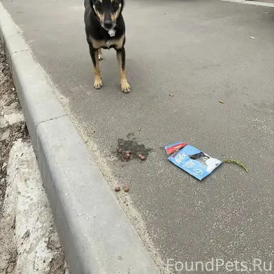 Пропала собака Кукла, Воронеж