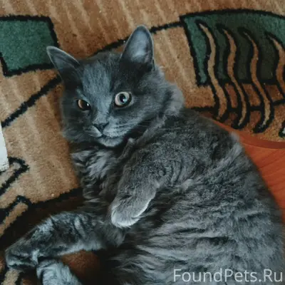 Пропал кот, Аэродромная 5