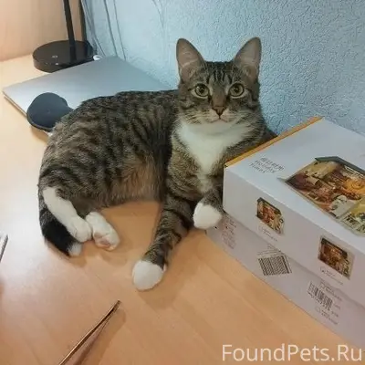 Пропал кот Марсик, Зелёная зона г. Югорска