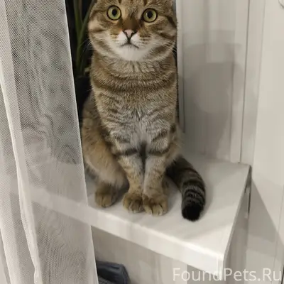 Пропал кот Борщик, район Хо Ши Мина - Отрадная