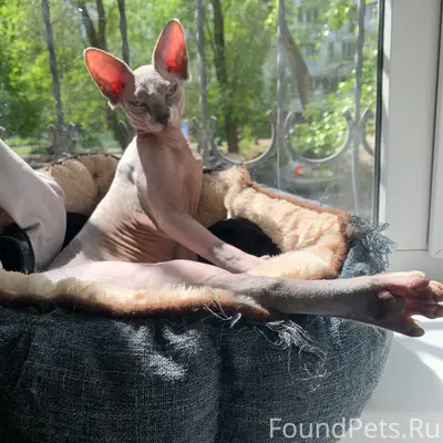 Пропала кошка сфинкс, Северный, ул. Беляева