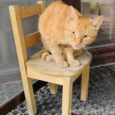 Найден котик, Таврово 4