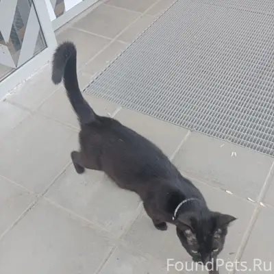 Найдена кошка, возле новой Пятёрки