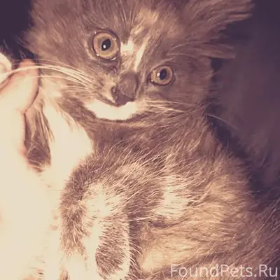 Пропала кошка,