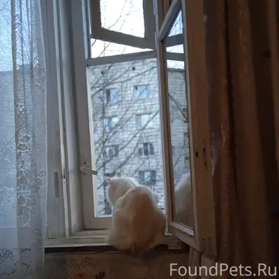 Пропал кот Лёлик, Сыктывкар