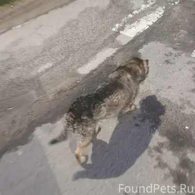 Пропал старый пёс, Волково