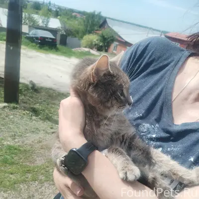 Найдена кошка, [место не указано]