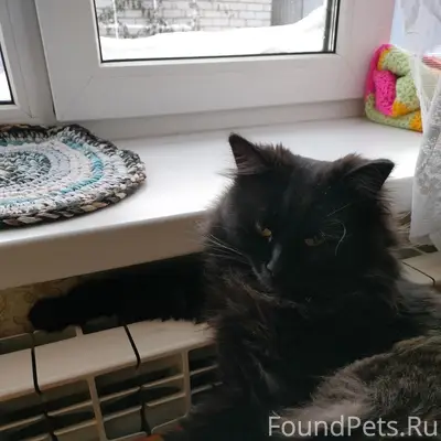 Пропал кот Мирон, Тольятти, центральный район