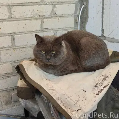 Пропал кот, ул. Киржачская