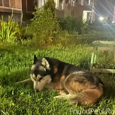 Найден хаски, Центральный район