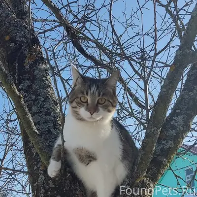 Пропала кошка, район Шпилево